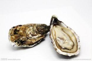 牡蛎长什么样子图片,牡蛎的形态与魅力